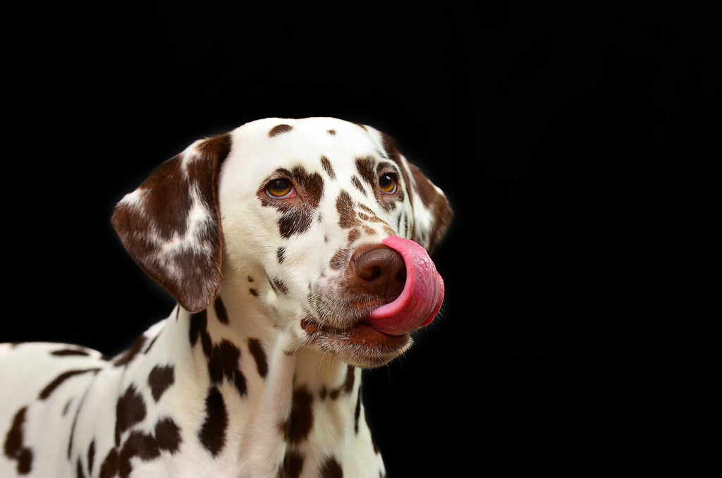 Der Nutzen von Nassfutter für Hunde
