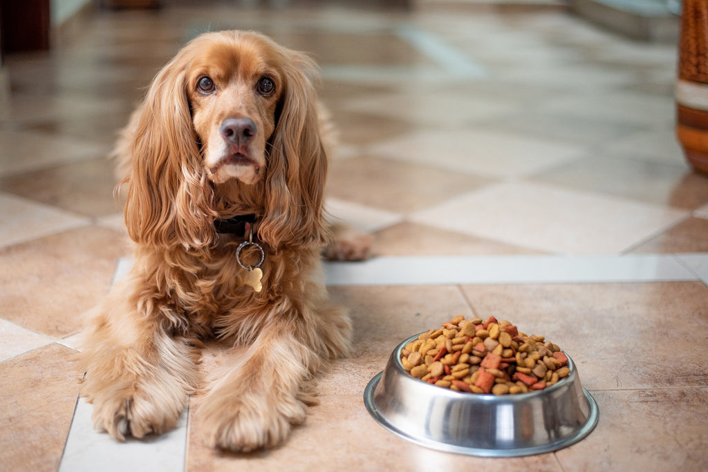 Welches ist das beste natürliche Trockenfutter für Hunde?