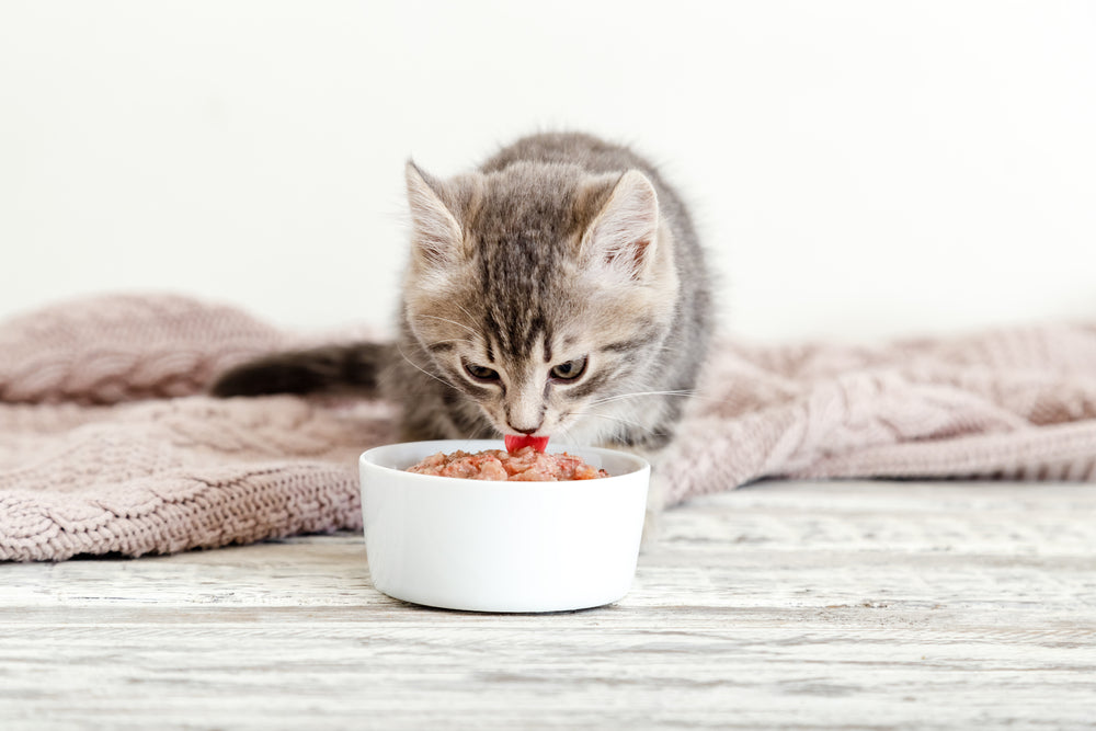 Der Nutzen von Nassfutter für Katzen