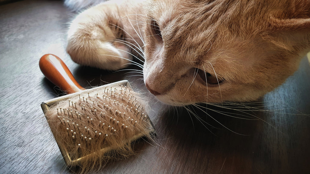 Wie sich Haarausfall bei Katzen vermeiden lässt