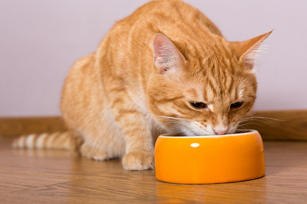 Entdecken Sie die Vorzüge des getreidefreien Trockenfutters für Katzen