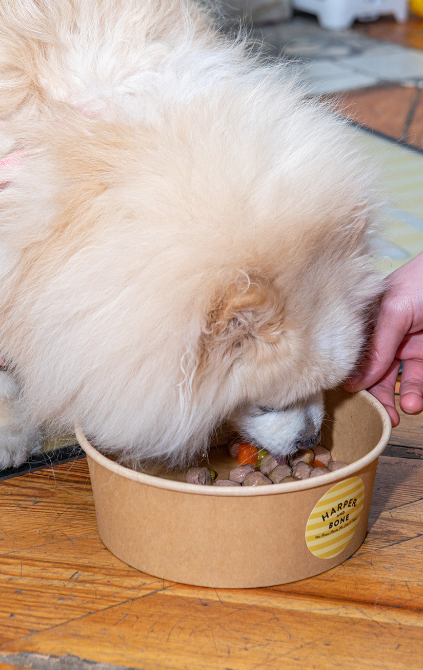 Fleischbällchen für Hunde