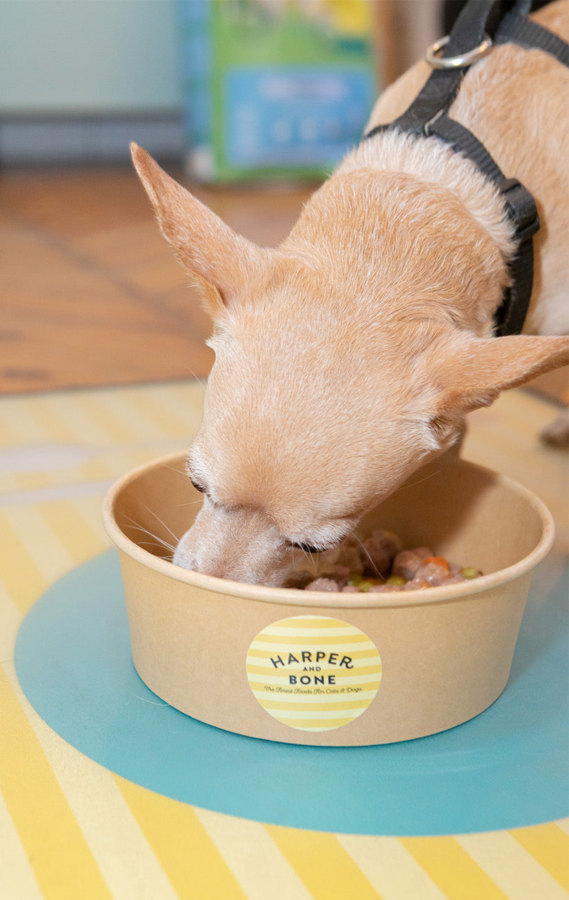 Albóndigas para perros