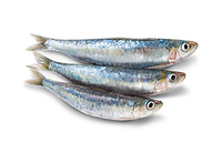 sardinas.png